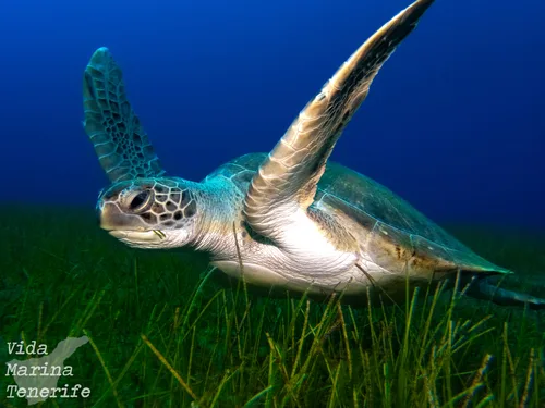 Tortue verte