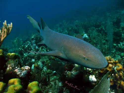 Requin Nourrice