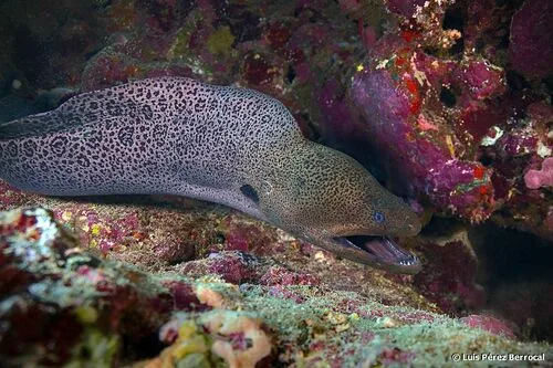 Murene javanaise