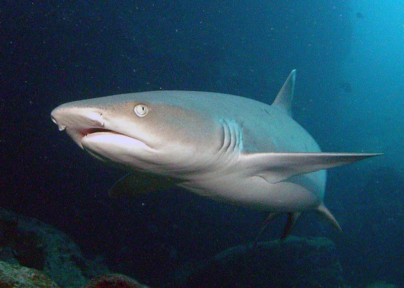 requin corail