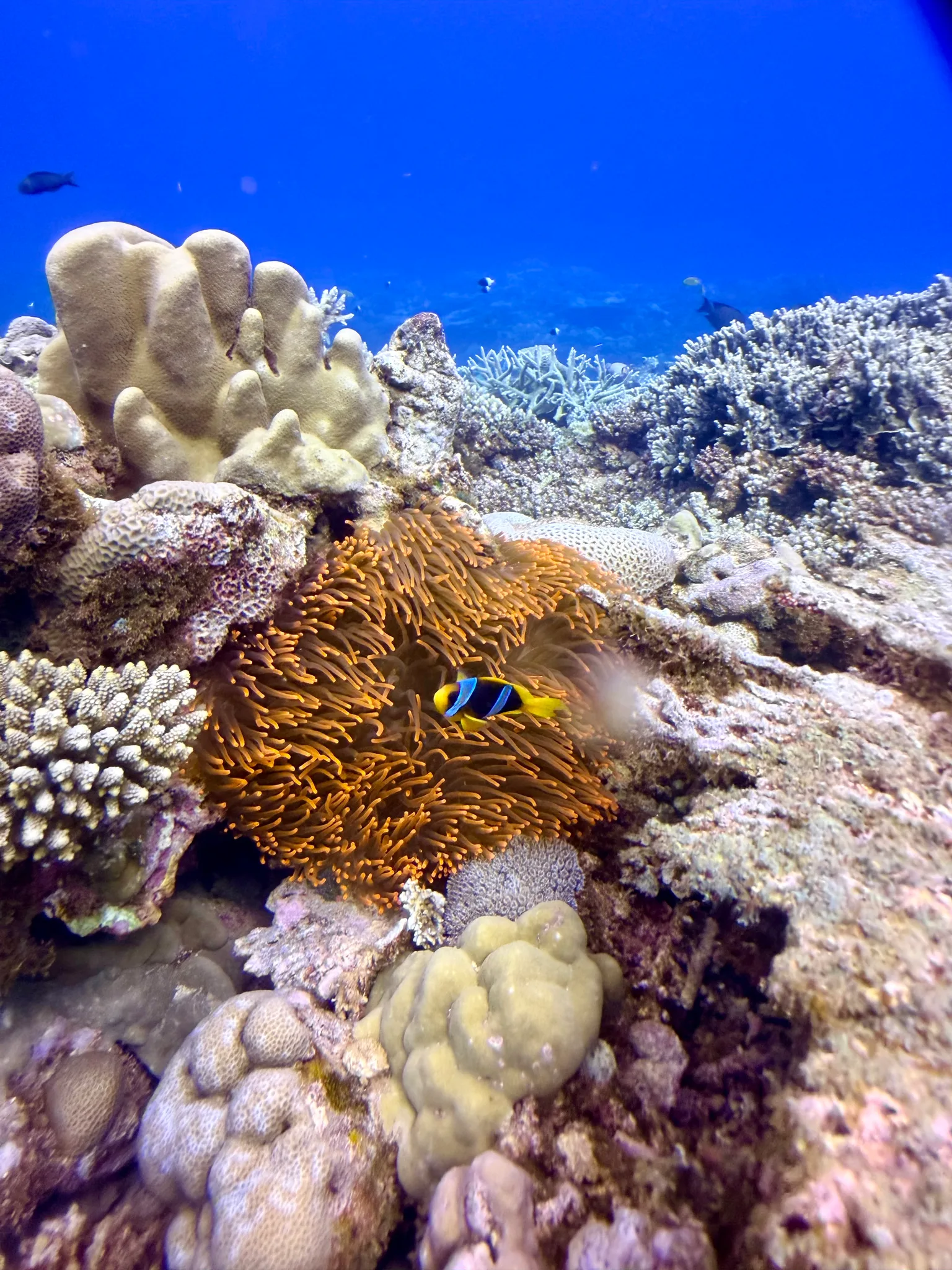 Plongée à Baie des pirates